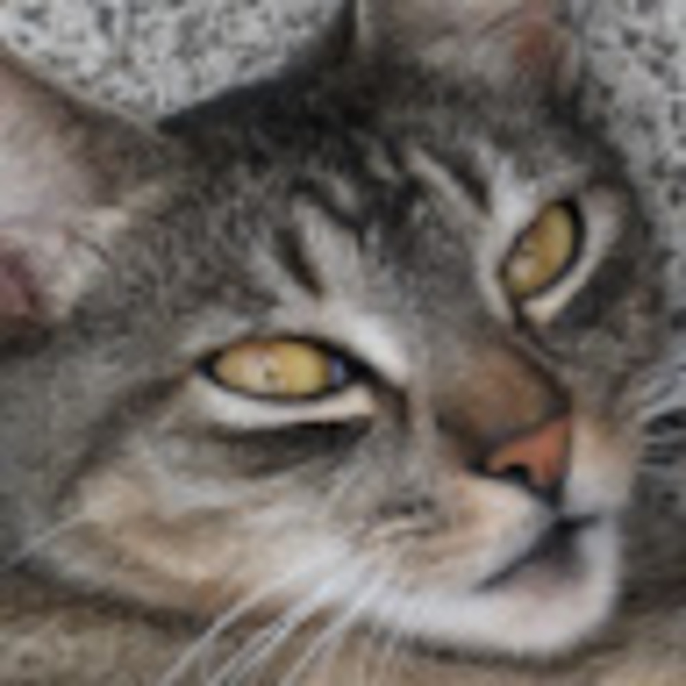 Meet your Posher, Pebbles